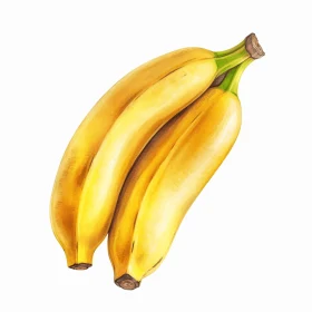 Realistic Watercolor Paintings of Bananas | Classical Proportions