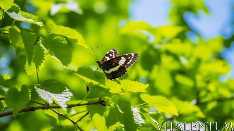Butterfly Resting on Green Leaves in Norwegian Nature AI Image