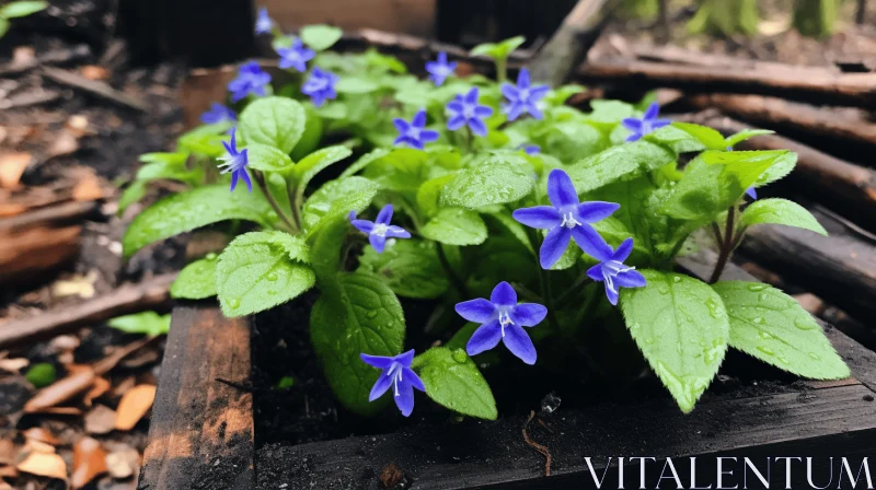 Blue Flowers in Wooden Crate: A Study in Violet Tones AI Image