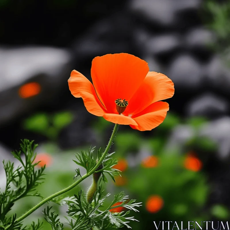 Orange Poppy Amidst Green Rocks: A Nature-Inspired Display AI Image