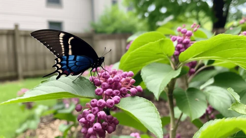 Blue Swallowtail Butterfly on Purple Lilac: A Suburban Gothic Perspective