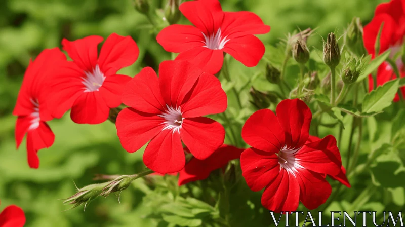 Captivating Geranium Flowers with Red Centers in a Green Field AI Image