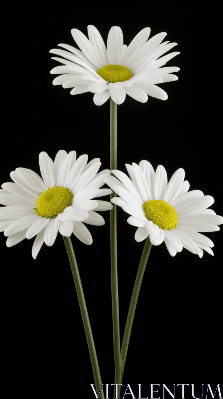 Three White Daisies on Black Background - The Play of Symmetry and Asymmetry AI Image