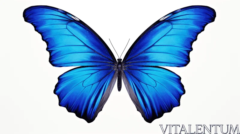 Blue Butterfly on White Background - A Study in Symmetry and Color AI Image
