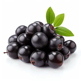 Blackcurrant Berries - Playful Yet Dark | Glossy Finish