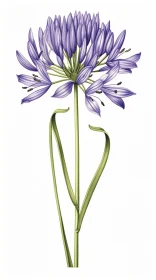 Delicate Onion Flower Illustration in Violet and Navy
