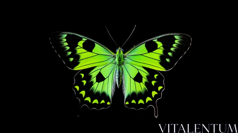 Green Tropical Butterfly on Black and Green Background AI Image