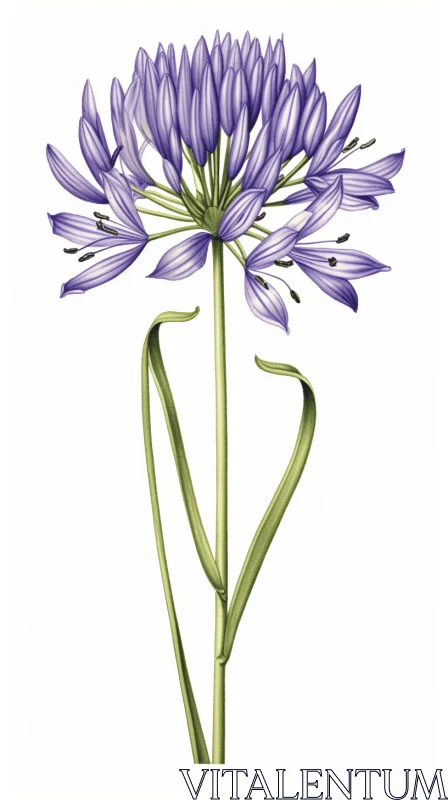 Delicate Onion Flower Illustration in Violet and Navy AI Image