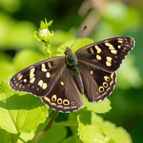 Dark Brown Butterfly on Green Leaves - British Landscape