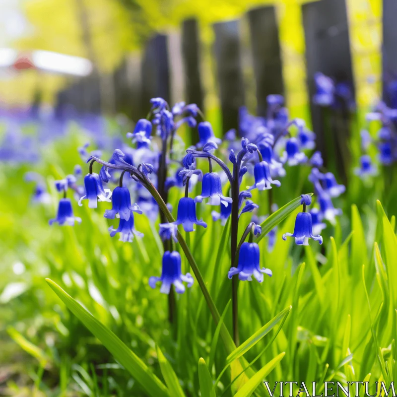 Blue Bluebells in Garden - Dutch Tradition in Bloom AI Image