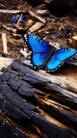Blue Butterfly on Wooden Stump: A Study in Symbolism and Naturalism