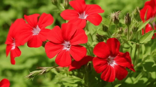 Captivating Geranium Flowers with Red Centers in a Green Field