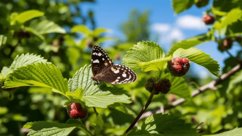 Butterfly Resting on Raspberries: An Idyllic Nature Scene