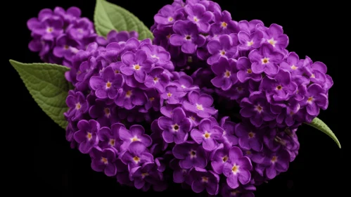 Bold and Vibrant Purple Flowers on a Black Background