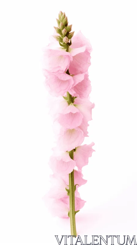 Romantic Pink Gladiolus Flower against White Background AI Image