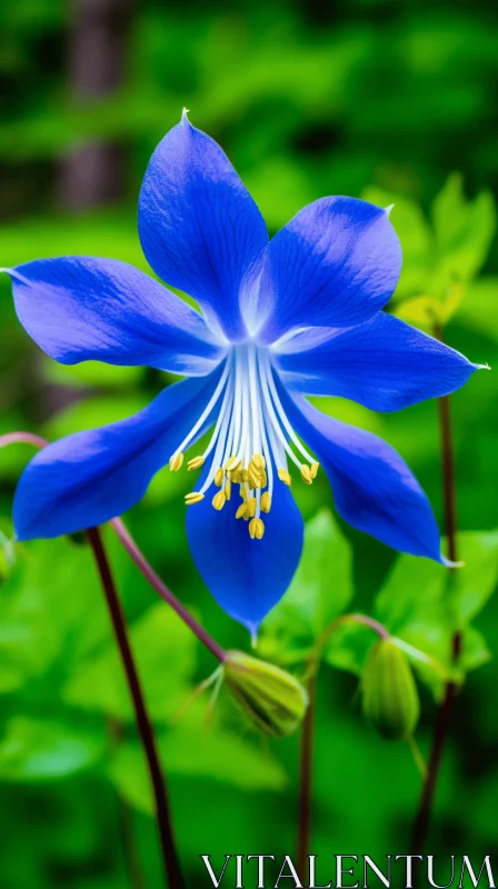 Blue Columbine Flower - A Nature's Masterpiece AI Image