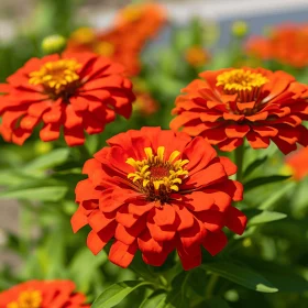 Radiant Red Flowers with Orange Hue - Close-up View