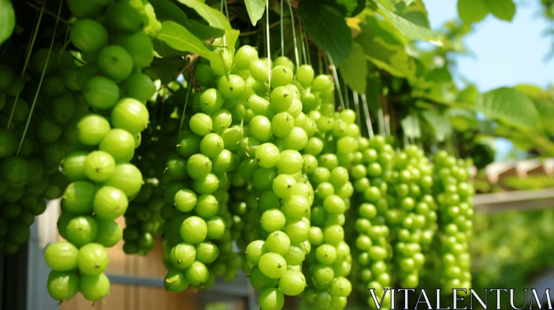 Green Grapes Hanging from a Vine in a Greenhouse - Traditional Chinese Style AI Image