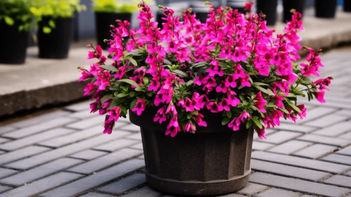 Colorful Potted Plant with Red and Purple Flowers: A Luminous Streetscape