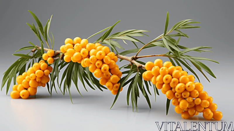 Sea Buckthorn Illustration | Subdued Gray Background AI Image