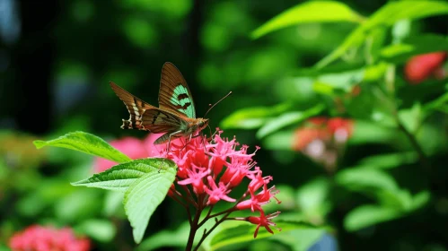 Green Butterfly on Red Flower: An Artistic Nature Capture