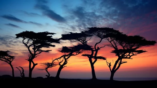 Serene Cypress Trees in Predawn Light