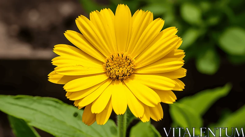 Joyful Celebration of a Yellow Flower in Nature AI Image