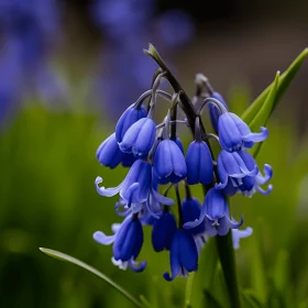 Atmospheric Woodland Imagery: Blue Flowers in Traditional British Landscapes