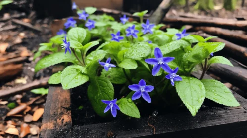 Blue Flowers in Wooden Crate: A Study in Violet Tones