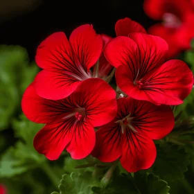 Elegant Red Flowers on Dark Background - A Luminescent Symmetry