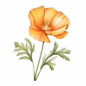 Orange Poppy Flower Illustration in Watercolor Style