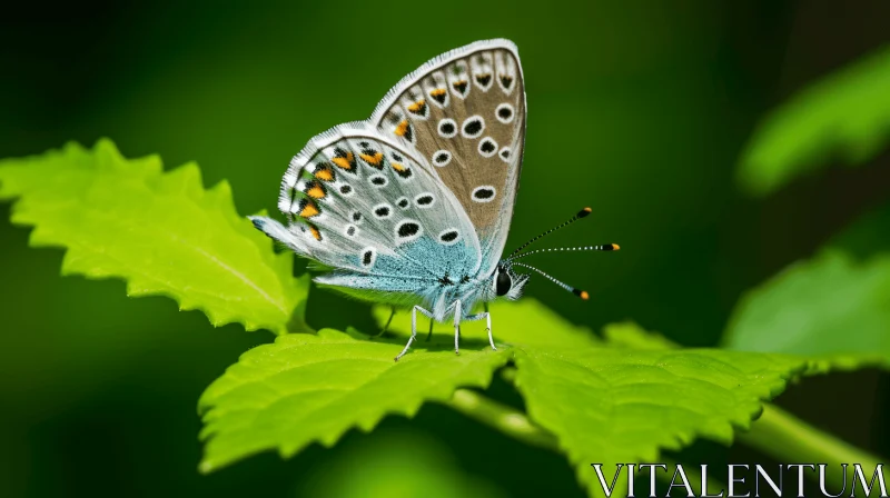 Blue Butterfly on Leaf - Nature Close-Up AI Image