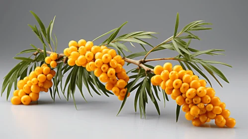 Sea Buckthorn Illustration | Subdued Gray Background