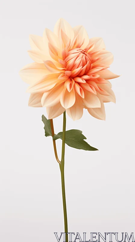 Peach Dahlia 3D Model - A Classic, Minimal Retouching Still Life AI Image