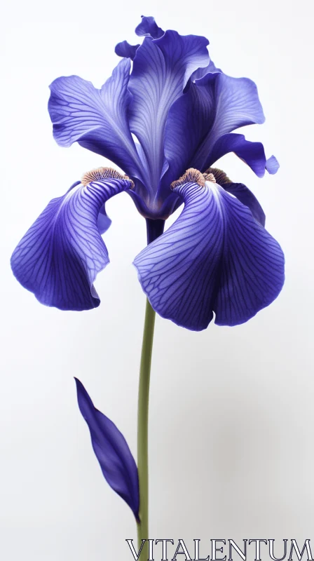 Indigo Iris Bloom on White Background - Close-up Detail AI Image