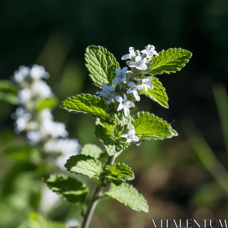 Harmonious Mint Plant in Nature AI Image