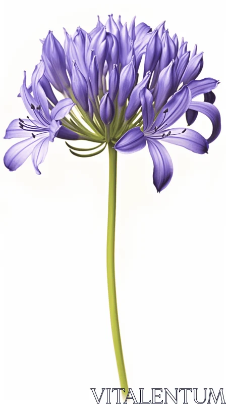 Allium Lily in Light Violet and Dark Blue Tones AI Image