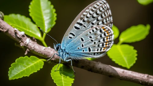 Blue Butterfly with Detailed Patterns on a Leafy Branch