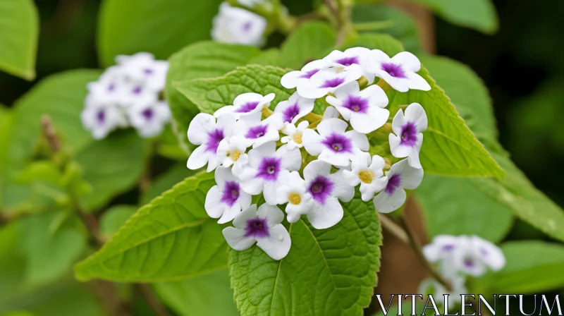 White Flowers on Purple Leaf Bush - A Vivid Color Spectacle AI Image