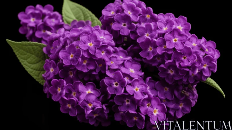 Bold and Vibrant Purple Flowers on a Black Background AI Image