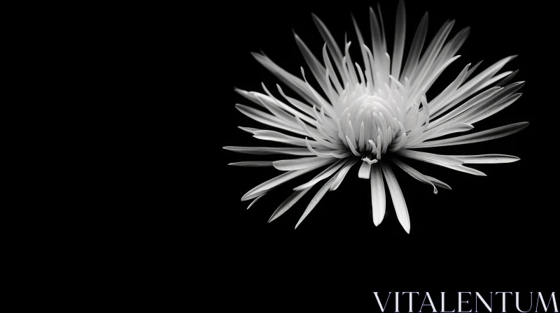 Monochrome Chrysanthemum Flower Close-up AI Image
