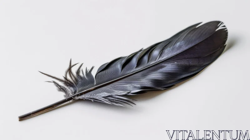 Black Feather Close-up Photography on White Background AI Image