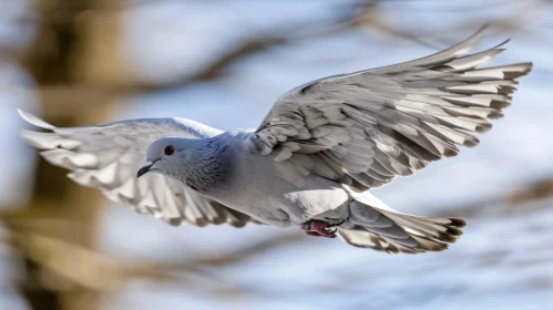 Graceful Pigeon Flight Close-Up