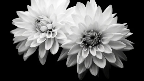 Monochrome Dahlia Flowers: Elegant Floral Composition