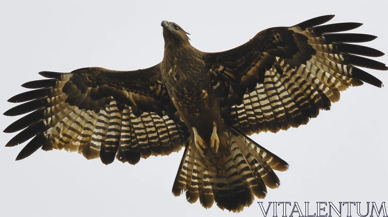 Graceful Hawk in Flight: Stunning Bird of Prey Imagery AI Image