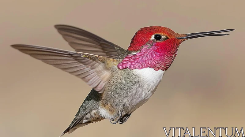 Beautiful Hovering Hummingbird Wildlife Image AI Image