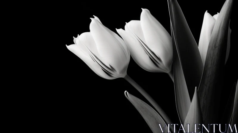 Elegant Black and White Tulips Photography AI Image