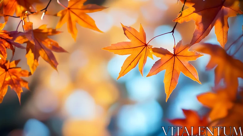 Fall Foliage: Orange Maple Leaves Detail