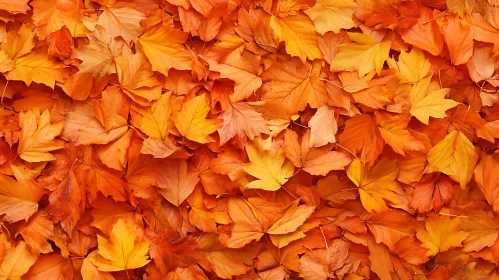Fallen Maple Leaves in Autumn Hues