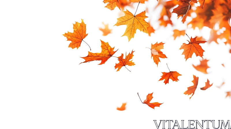 Autumnal Leaves on White Background